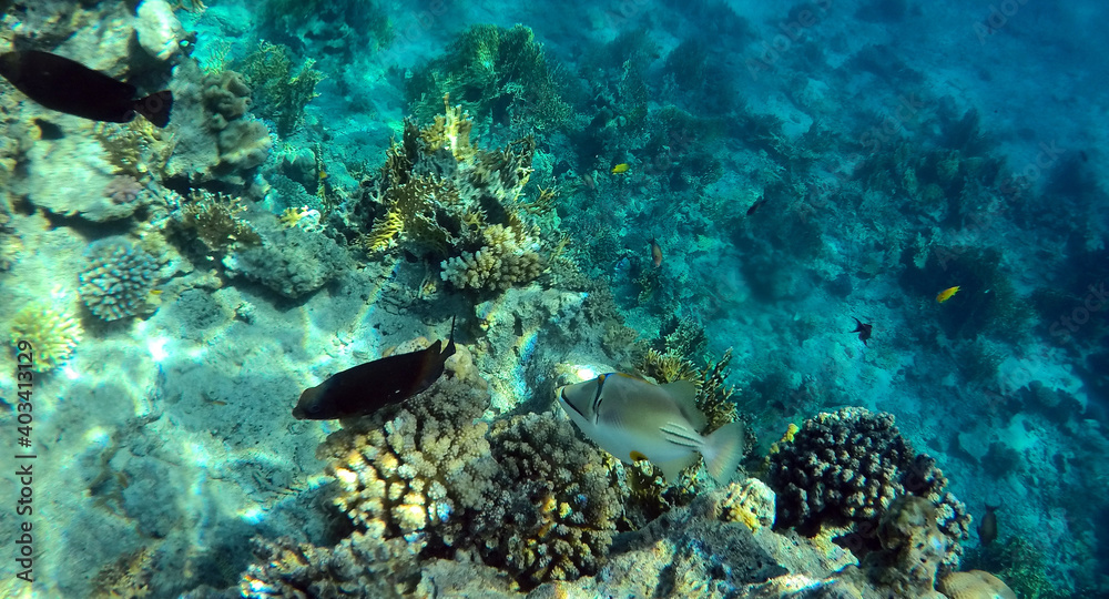 Fototapeta premium Tropical coral reef. Ecosystem and environment. Egypt. Near Sharm El Sheikh
