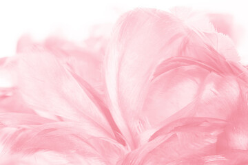 Beautiful light pink feather pattern texture background