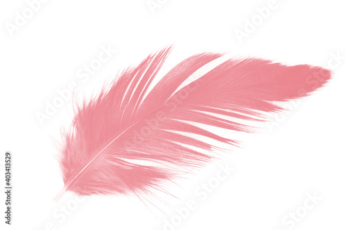 Beautiful pastel soft pink feather flamingo isolated on white background 