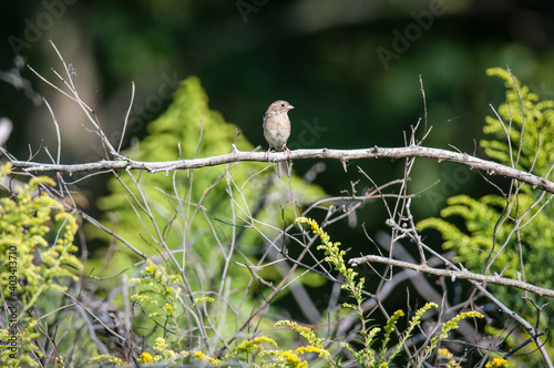 Little Sparrow on branch