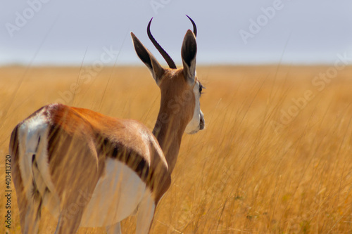 Wild african animals. The springbok (medium-sized antelope) in tall yellow grass against a blue sky. Etosha National park.