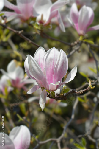 Magnolia tree