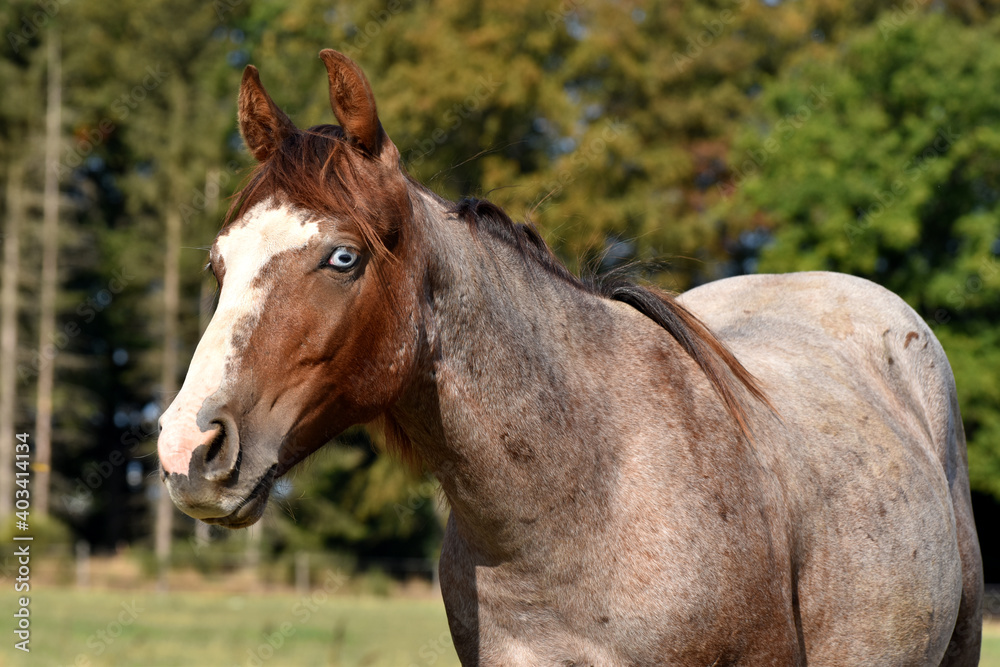 American Quarter Horse Hengstjährlinge