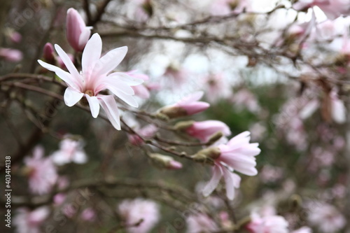 姫こぶし　　　神奈川県相模原市の城山地区にある「城山カタクリの里」は個人所有の山林だが、カタクリ他早春の花々で山が賑わいを見せる3月から4月にかけて一般に公開される。 © onaka