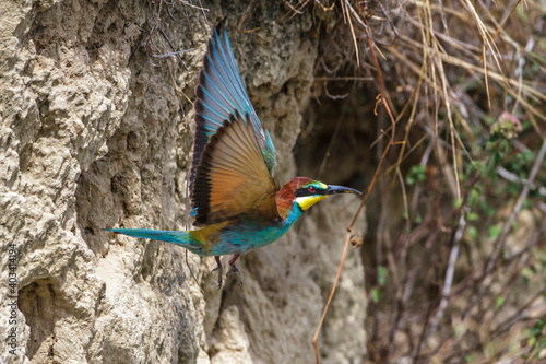 Bienenfresser  Merops apiaster 