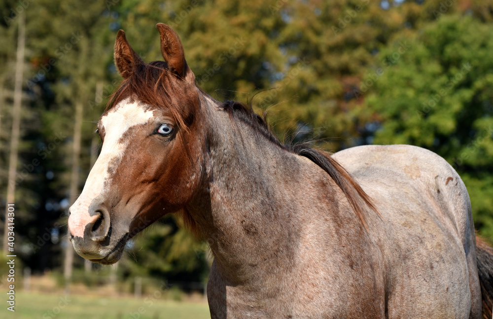 Obraz premium American Quarter Horse Hengstjährlinge