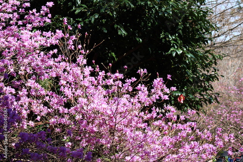 ヤシオツツジ 神奈川県相模原市の城山地区にある「城山カタクリの里」は個人所有の山林だが、カタクリ他早春の花々で山が賑わいを見せる3月から4月にかけて一般に公開される。