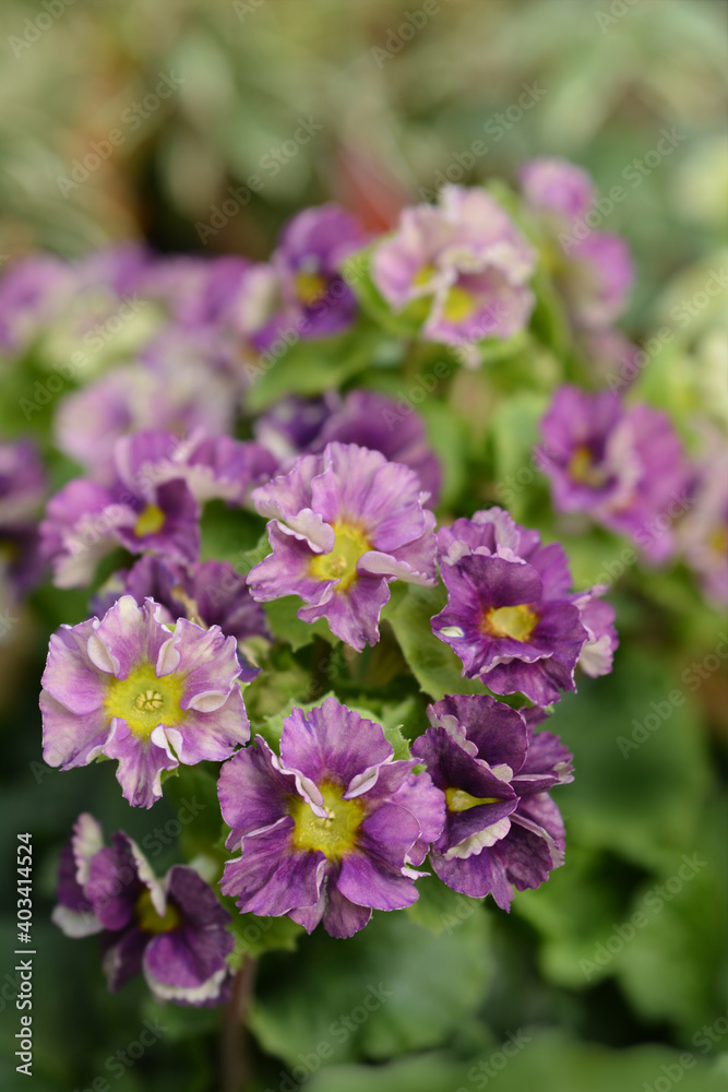 Poison primrose Poison primrose