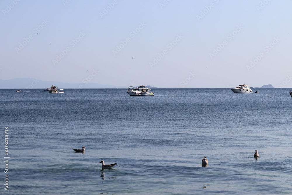 Naklejka premium seagulls on the beach