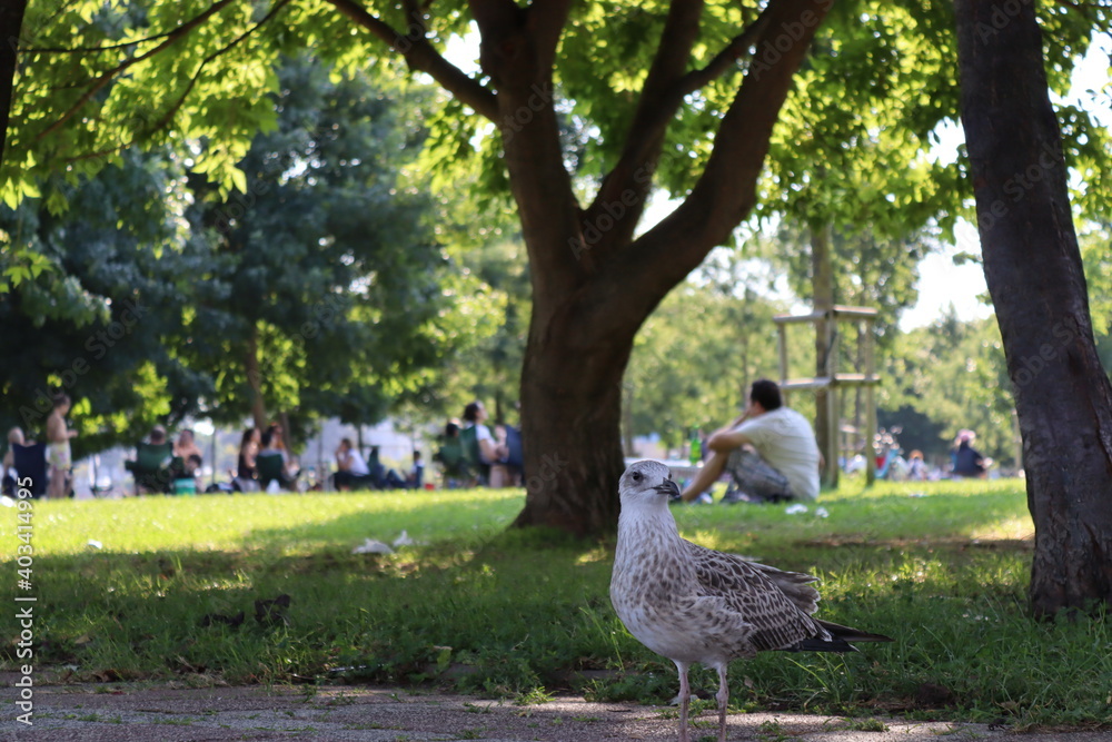 Fototapeta premium duck and ducklings