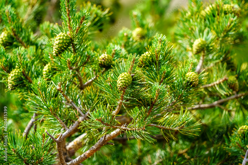 Pine tree pineapples on the mountain. Green background, no people.
