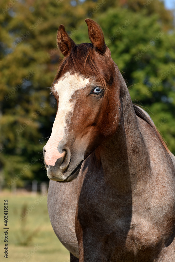 American Quarter Horse Hengstjährlinge American Quarter Horse Hengstjährlinge