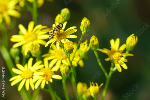 Yellow flowers on a green background with insect bee in a flower and blur. 