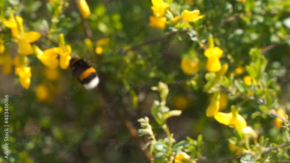 Bumblebee collects nectar from yellow flowers. Spring day. Slow motion Bumblebee collects nectar from yellow flowers. Spring day. Slow motion