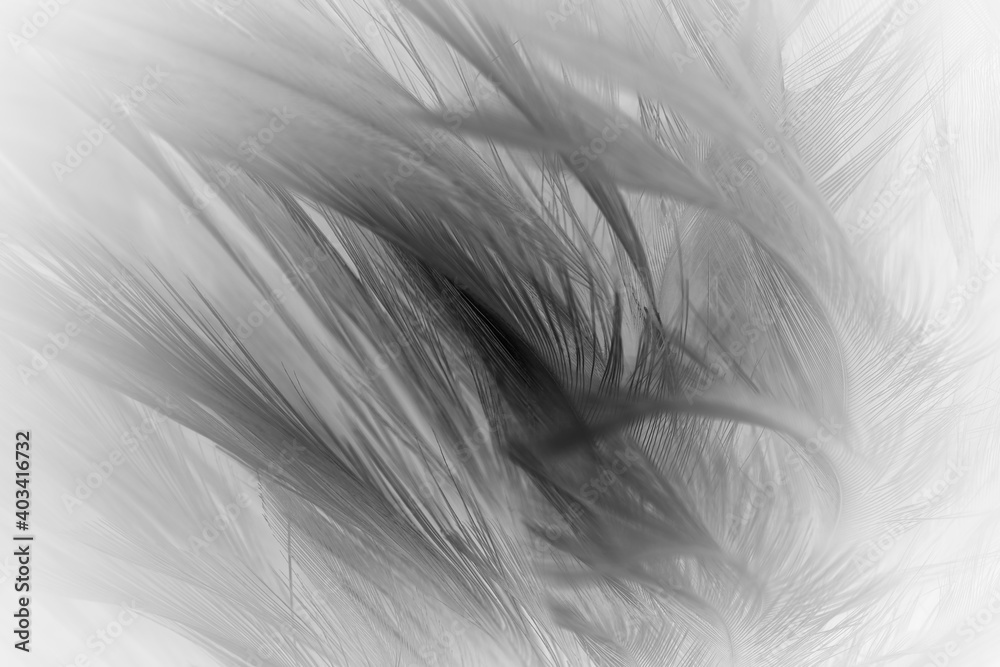 Fototapeta premium Beautiful dark black feather pattern texture background