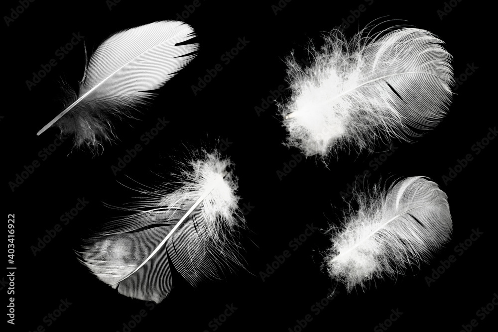 Naklejka Group white feather isolated on black background
