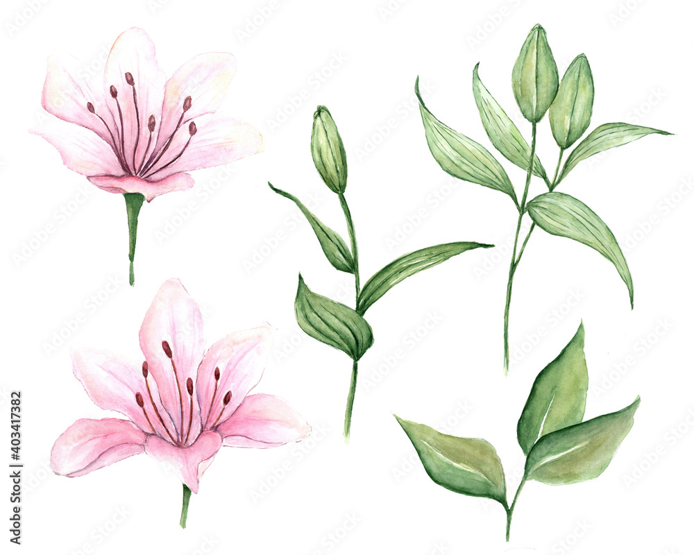 Watercolor set of pink lilies, hand drawn illustration of flowers isolated on white background. Green lily flower buds. Watercolor set of pink lilies, hand drawn illustration of flowers isolated on white background. Green lily flower buds.