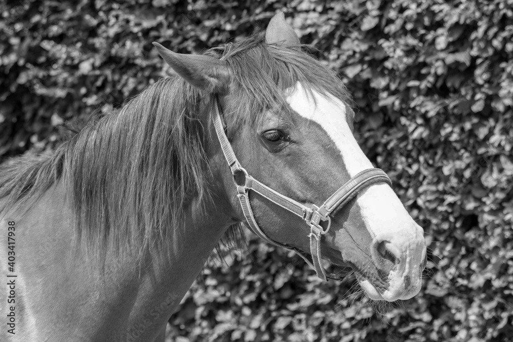 physical-therapy-for-horse-exercise-and-regeneration-for-horses-woman