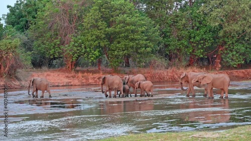 a herd of African elephants (Loxodonta africana) crossing Kabamba river, South Luangwa National Park, Mfuwe, Zambia, Africa photo