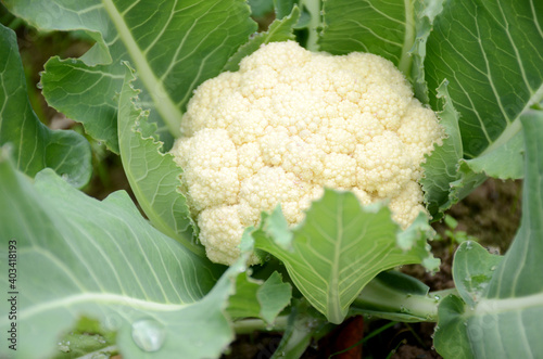 the ripe green cauliflower plant in the garden.