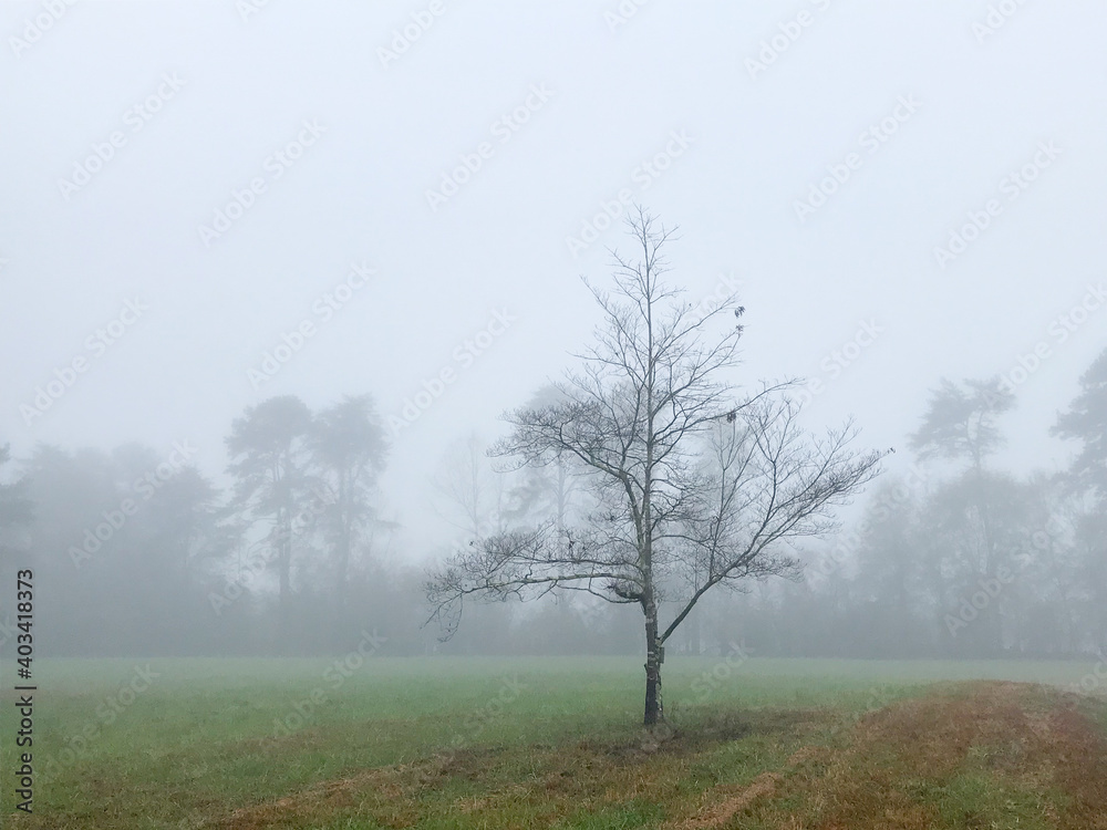 Obraz premium A single tree sits in the middle of a field on a foggy day in the countryside in Georgia in winter