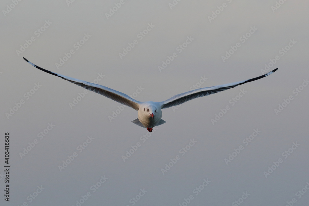 Seagull flying in the sky, Freedom concept Seagull flying in the sky, Freedom concept