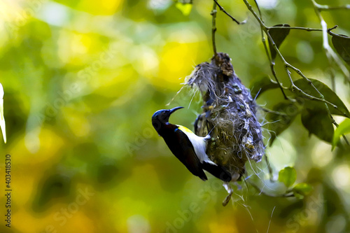 Bird Feeding babies in the nest