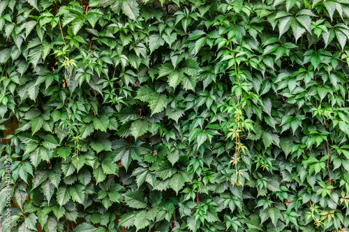 Background and texture of a wall with green leaves from trees on a summer day. Nature  naturalness and freshness.