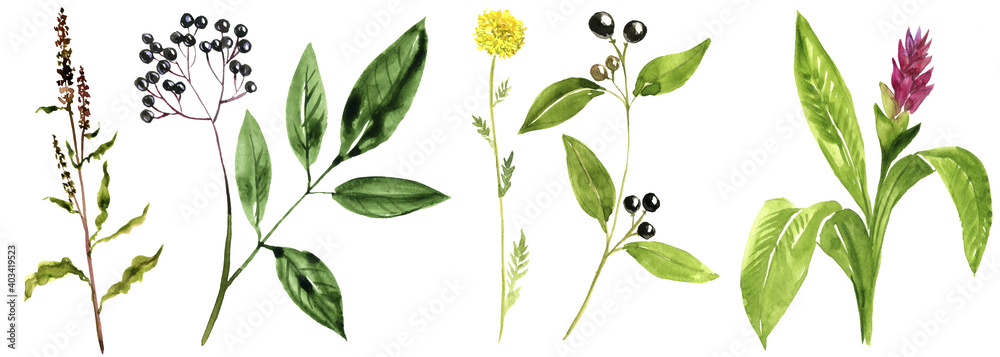 watercolor drawing medicinal plants watercolor drawing medicinal plants