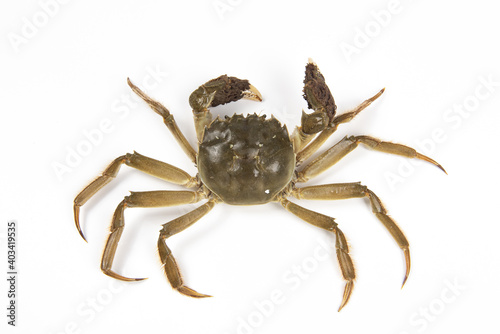 Raw Chinese mitten crab, hairy crab isolated on white background.