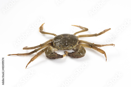 Raw Chinese mitten crab, hairy crab isolated on white background.