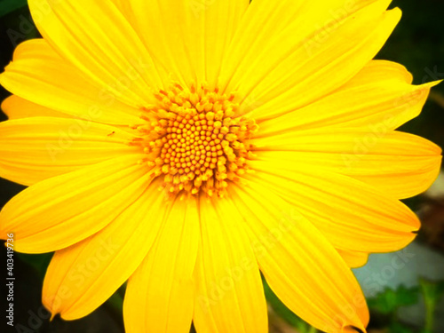 Sun flowers in close up. Sun flowers in macro photo