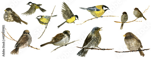 Photography watercolor birds at tree branch
