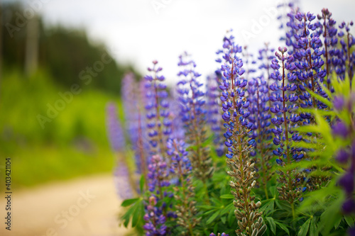 Field of purple lupines in the countryside near road.