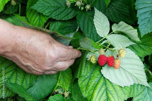 Woman inspecting branch of raspberry. Hand of elderly dame is holding bunch of the red ripe berries on the green leaves background. Raspberry bush disease, magnesium deficiency