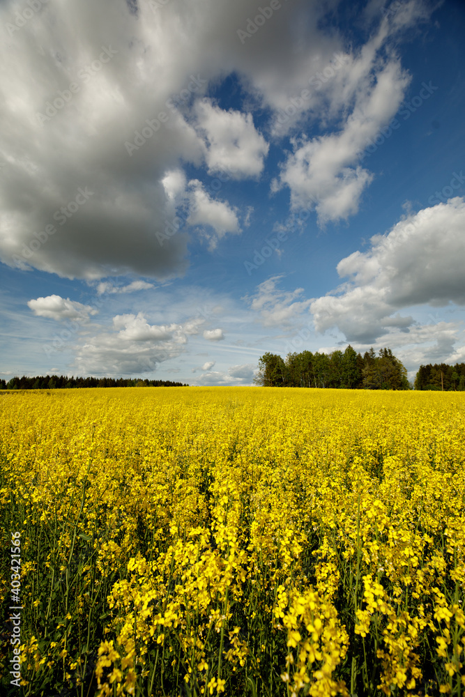 Fototapeta premium Yellow blossoming rape seeds on a sunny day.