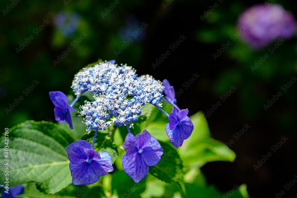 紫陽花
Hydrangea 紫陽花
Hydrangea