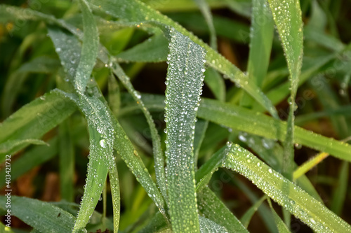 Morning dew drops glittering on new leaves of green grass when sun rises during winter morning