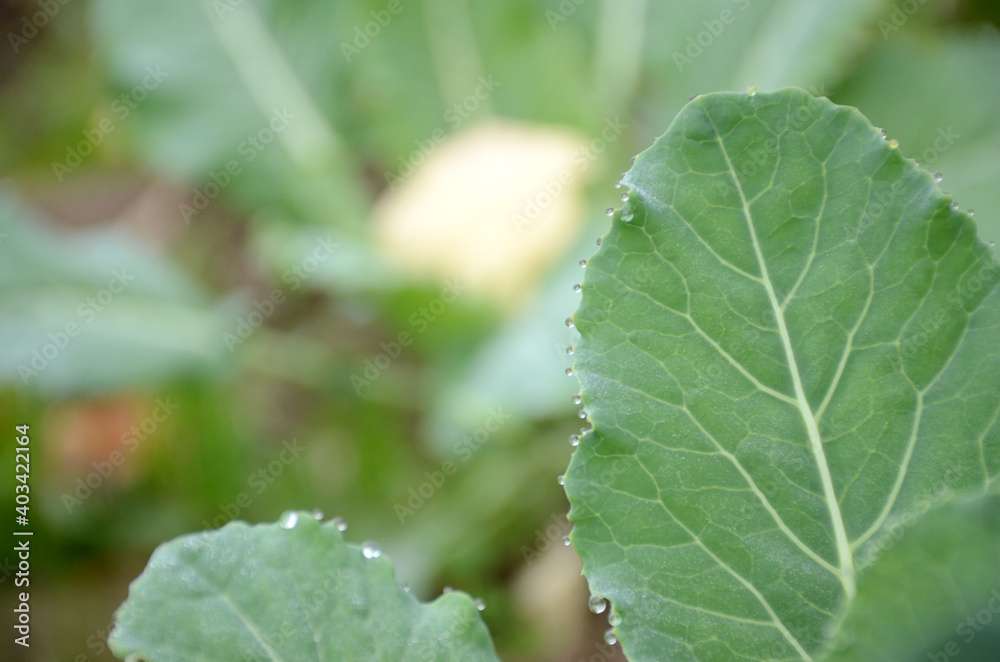 the ripe green cauliflower plants leaves in the garden. the ripe green cauliflower plants leaves in the garden.