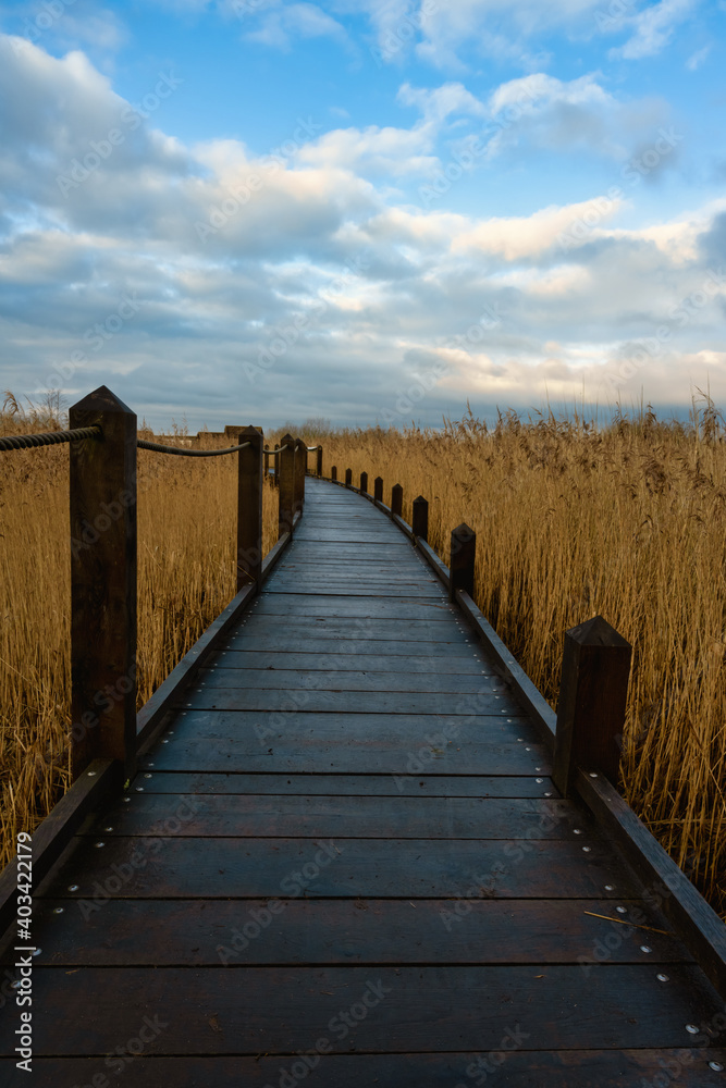 A boardwalk in a marshland full of reeds in golden color with an amazing sky in the background. Picture from Lund, southern Sweden