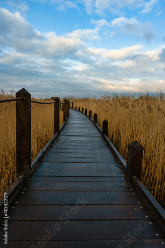 Fototapeta Naklejka Na Ścianę i Meble -  A boardwalk in a marshland full of reeds in golden color with an amazing sky in the background. Picture from Lund, southern Sweden