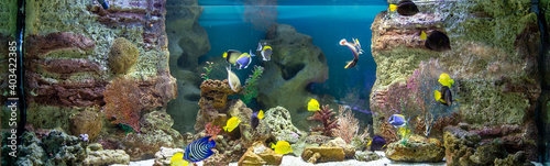 Fototapeta Naklejka Na Ścianę i Meble -  Panoramic aquarium with tropical fish and corals