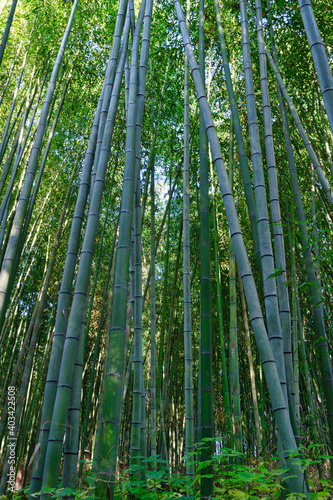 京都 嵐山の美しい竹林 Beautiful Arashiyama bamboo grove in , Kyoto, Japan
