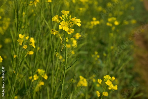 Very beautiful bright yellow mustard flowers field in the morning in wintertime in India