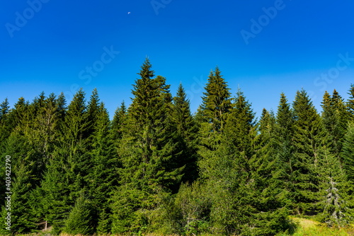 Forest on Tara mountain in Serbia on a summer day