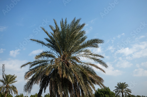the arabian palm tree photo