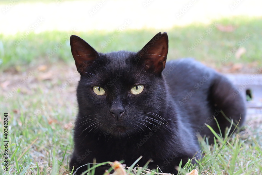 close up of a black cat