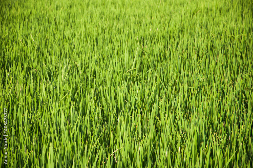 Rice field at Maros Karst Landscape in South Sulawesi, Indonesia.