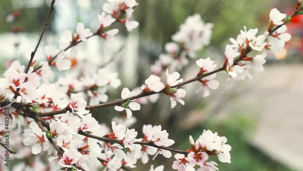 Blooming tender cherry closeup, floral white branch of sakura bush in spring by road Blooming tender cherry closeup, floral white branch of sakura bush in spring by road