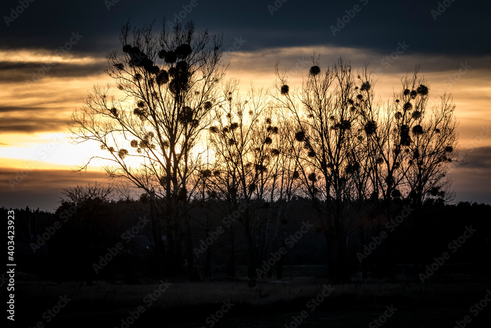 Fototapeta premium reeds at sunset